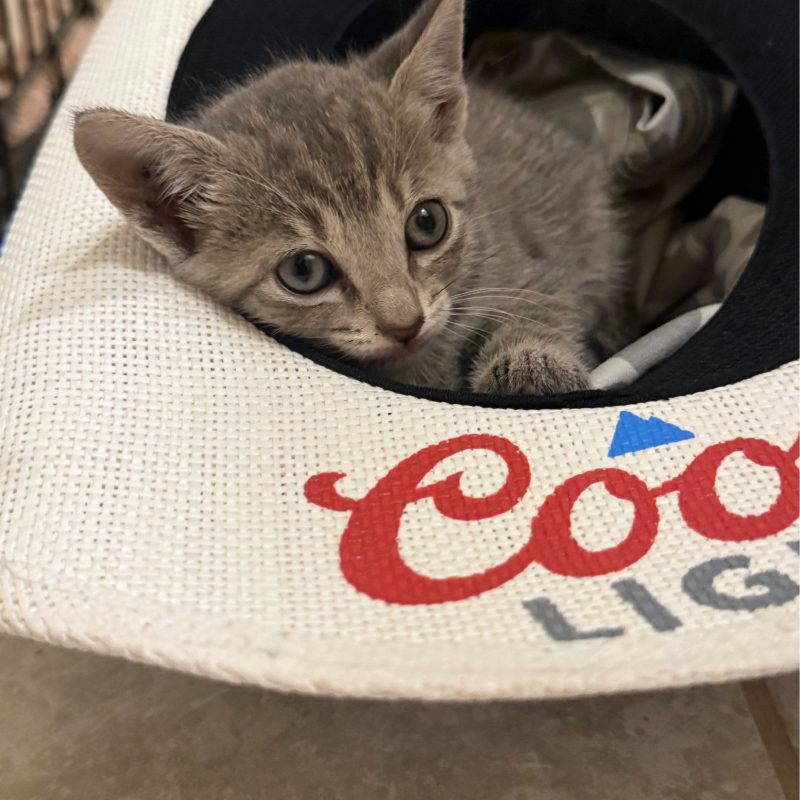 Meet Myrtle the CCMF Kitten